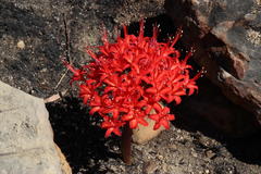 Brunsvigia marginata