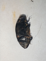 Hydrophilus