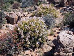 Pelargonium spinosum image