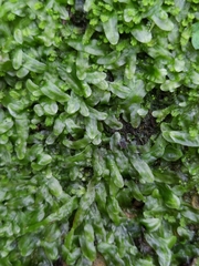 Pallavicinia