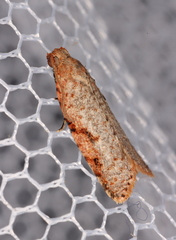 Meritastis piperata