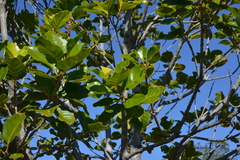 Arillastrum gummiferum