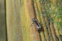 Lemidia
