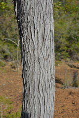 Arillastrum gummiferum