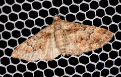 Mnesiloba eupitheciata