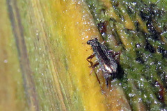 Lemidia