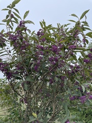 Callicarpa tikusikensis