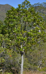 Arillastrum gummiferum