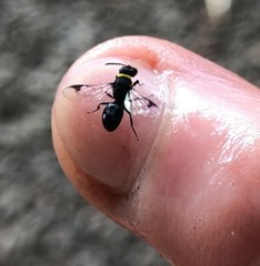 Hylaeus primulipictus