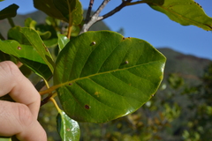 Arillastrum gummiferum