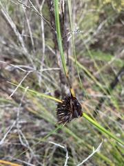 Mesomelaena tetragona