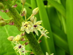 Eucomis