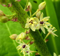 Eucomis