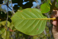 Arillastrum gummiferum