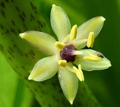 Eucomis