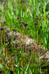 Luzula multiflora sibirica