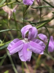 Coopernookia barbata