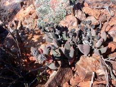 Odontophorus marlothii