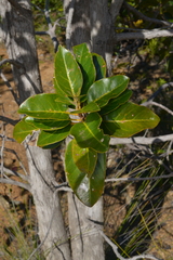 Arillastrum gummiferum