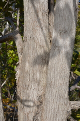 Arillastrum gummiferum