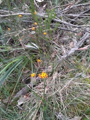 Dillwynia cinerascens, photograph John Cull, CC0, iNaturalist via GBIF