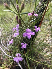 Coopernookia barbata