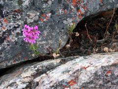 Pelargonium echinatum