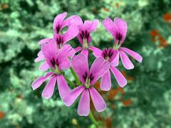 Pelargonium echinatum