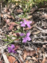 Coopernookia barbata