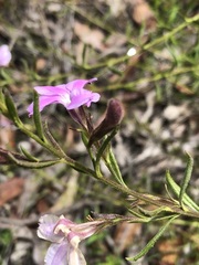 Coopernookia barbata