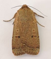 Abagrotis orbis