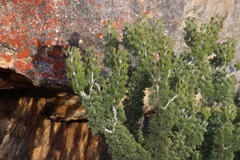 Paranomus tomentosus