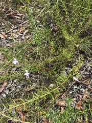 Coopernookia barbata