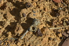 Arillastrum gummiferum