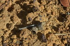 Arillastrum gummiferum