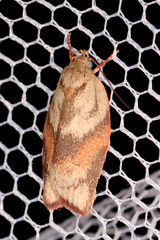 Euchaetis crypsichroa