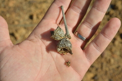 Arillastrum gummiferum