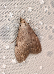 Nola pleurosema