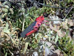 Phymateus morbillosus morbillosus