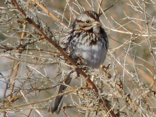 Song Sparrow photographed in Texas