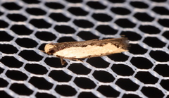 Ardozyga catarrhacta