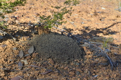 Microcerotermes novaecaledoniae