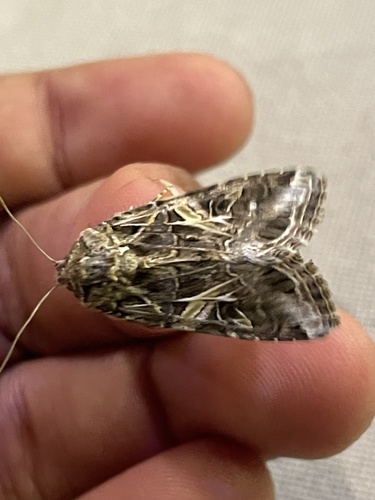 Yellow-striped Armyworm Moth, Mission St, South Pasadena, CA, US, photo 10 of 10