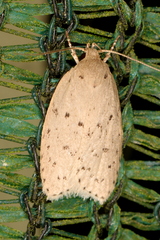 Brachynemata restricta