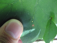 Zopheroteras hubbardi