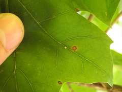 Zopheroteras hubbardi