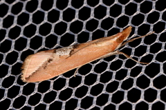 Canuza acmias