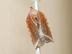 Arachnographa micrastrella