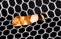 Euphiltra eroticella