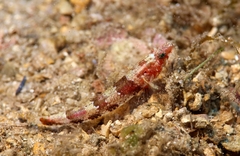 Lloris' Grotto Goby photo 2